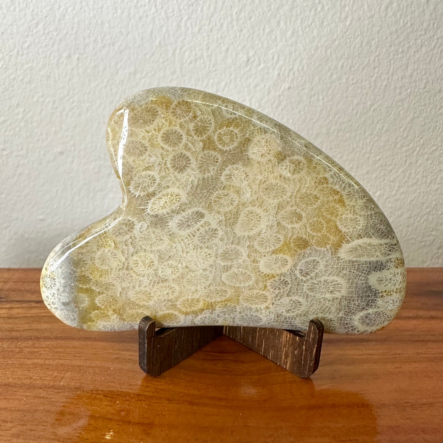 Fossil Coral Gua Sha