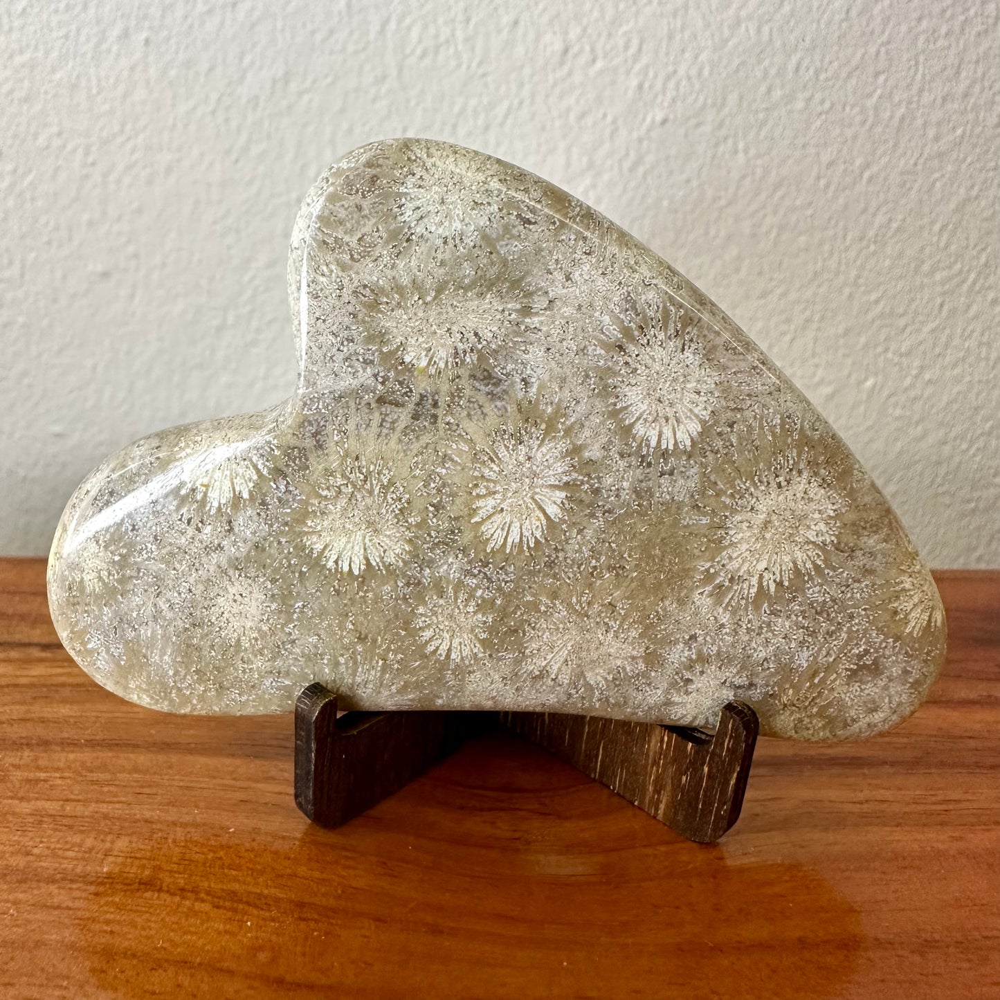 Fossil Coral Gua Sha