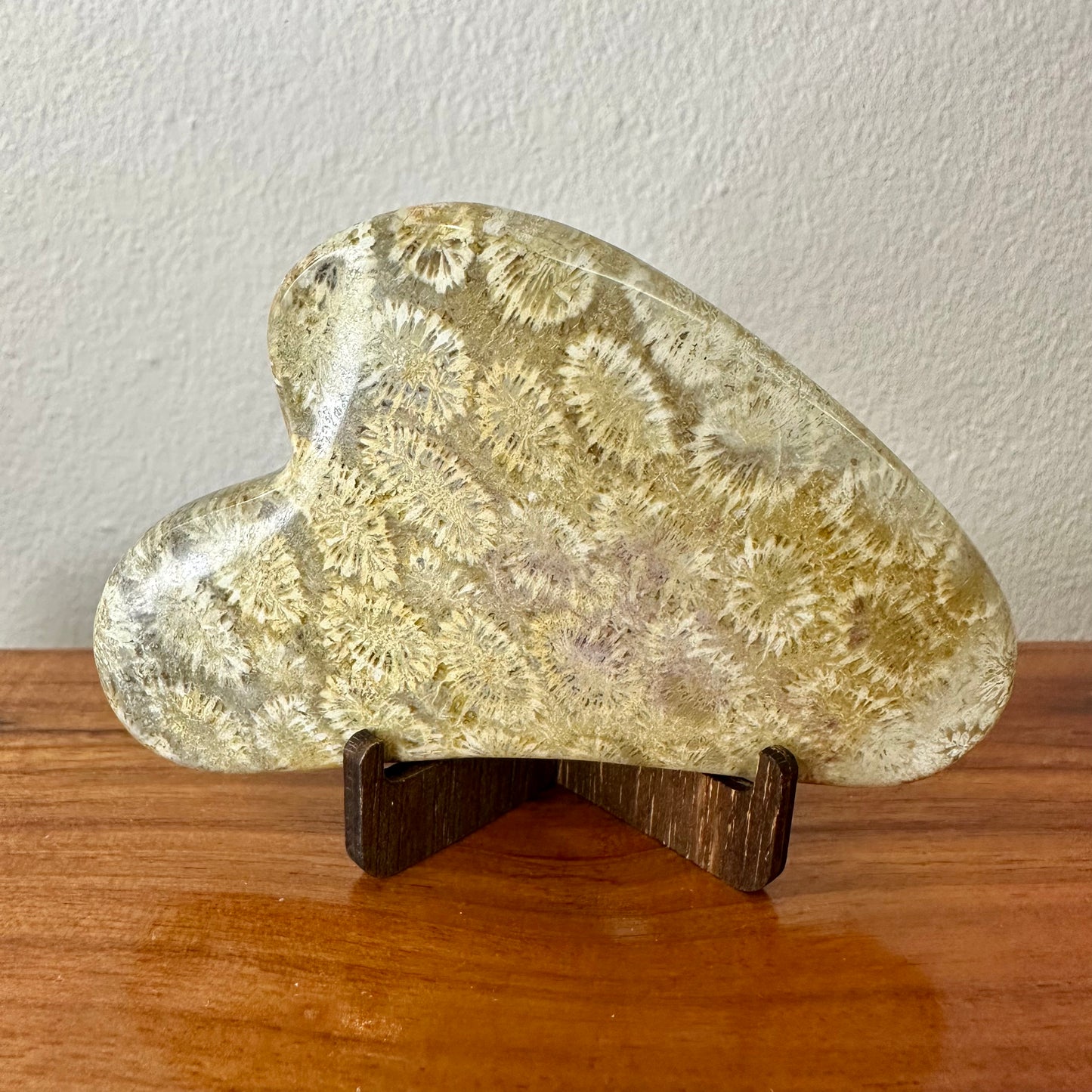 Fossil Coral Gua Sha